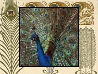 Peacock     Páva  