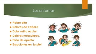 Los síntomas
 Fiebre alta
 Dolores de cabeza
 Dolor retiro ocular
 Dolores musculares.
 Falta de apetito
 Erupciones en la piel
 