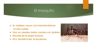 El mosquito
 Es mediano, oscuro, con manchas blancas
en alas y patas.
 Vive en paredes, baños, cocinas y en jardines.
 Necesita de la sangre humana.
 Pica durante el día, en las piernas.
 