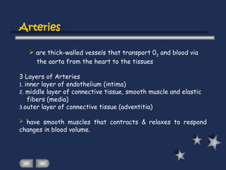 Arteries
 are thick-walled vessels that transport 02
and blood via
the aorta from the heart to the tissues
3 Layers of Arteries
1. inner layer of endothelium (intima)
2. middle layer of connective tissue, smooth muscle and elastic
fibers (media)
3.outer layer of connective tissue (adventitia)
 have smooth muscles that contracts & relaxes to respond
changes in blood volume.
 