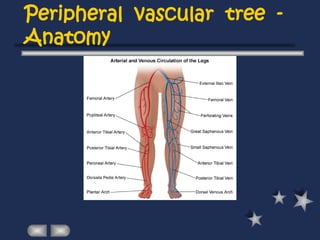 Peripheral vascular tree -
Anatomy
 
