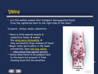 Veins
 are thin-walled vessels that transport deoxygenated blood
from the capillaries back to the right side of the heart
3 Layers – intima, media, adventitia
 there is little smooth muscle &
connective tissue  makes
the veins more distensible 
they accumulate large volumes of blood
 Major veins, particularly in the lower
extremities, have one-way valves
---allow blood flow against gravity
 Valves allow blood to be pumped back
to the heart but prevent it from
draining back into the periphery
 