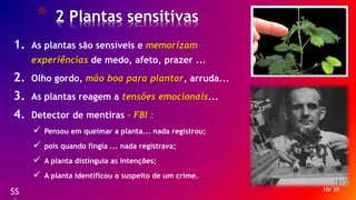 10/ 30
SS
* 2 Plantas sensitivas
1. As plantas são sensíveis e memorizam
experiências de medo, afeto, prazer ...
2. Olho gordo, mão boa para plantar, arruda...
3. As plantas reagem a tensões emocionais...
4. Detector de mentiras – FBI :
 Pensou em queimar a planta... nada registrou;
 pois quando fingia ... nada registrava;
 A planta distinguia as intenções;
 A planta identificou o suspeito de um crime.
 