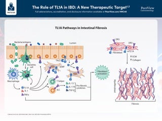 At the Crossroads of Inflammation and Fibrosis in Inflammatory Bowel ...
