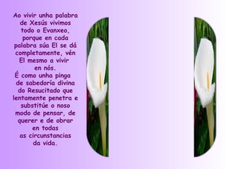 Ao vivir unha palabra
    de Xesús vivimos
    todo o Evanxeo,
     porque en cada
 palabra súa El se dá
 completamente, vén
   El mesmo a vivir
         en nós.
 É como unha pinga
  de sabedoría divina
   do Resucitado que
lentamente penetra e
    substitúe o noso
 modo de pensar, de
   querer e de obrar
        en todas
    as circunstancias
         da vida.
 
