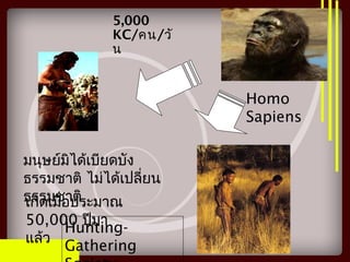 มนุษย์มิได้เบียดบัง
ธรรมชาติ ไม่ได้เปลี่ยน
ธรรมชาติเกิดเมื่อประมาณ
50,000 ปีมา
แล้ว
Homo
Sapiens
Hunting-
Gathering
5,000
KC/คน/วั
น
 