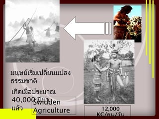 มนุษย์เริ่มเปลี่ยนแปลง
ธรรมชาติ
เกิดเมื่อประมาณ
40,000 ปีมา
แล้ว
Swidden
Agriculture 12,000
KC/คน/วัน
 