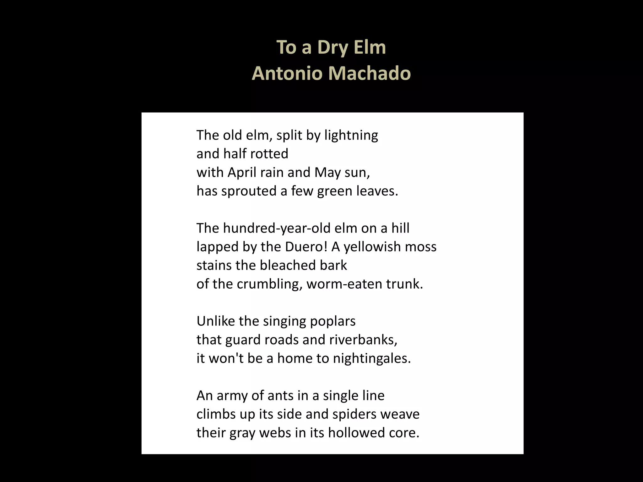 To a Dry Elm Antonio Machado The old elm, split by lightning and half rotted with April rain and May sun, has sprouted a few green leaves. The hundred-year-old elm on a hill lapped by the Duero! A yellowish moss stains the bleached bark of the crumbling, worm-eaten trunk. Unlike the singing poplars that guard roads and riverbanks, it won't be a home to nightingales. An army of ants in a single line climbs up its side and spiders weave their gray webs in its hollowed core. 