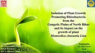 Isolation of Plant Growth
Promoting Rhizobacteria
from the
Gangetic Plains of North Bihar
and its impact on the
growth of plant
Momordica charantia Linn
Under the supervision of
Dr. Ashok Kumar Ghosh
H.O.D Research
M.C.S.-Phulwari , Patna
Presented By-
Dr. Mini Tiwari
Ph.D.
A.N.College,Patna
 