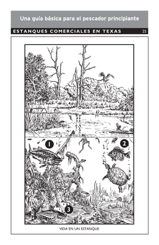 26
RECOMENDACIONES
Las nasas para la pesca de peces y crustáceos tienen gran potencial como artes de pesca
responsables. Sin embargo, es necesario establecer medidas de manejo para garantizar su buen
uso:
• Las nasas deben tener un componente construido con material degradable el cual se
descompondría en caso de que la nasa se pierda. Así se evitaría la pesca fantasma.
• La autoridad competente debe establecer tanto el número de nasas permitidas por pescador,
como las dimensiones y luz de malla de las nasas.
• Cada nasa debe estar claramente identiﬁcada con el número de licencia del pescador.
• Los pescadores deben respetar las tallas mínimas establecidas para langostas y peces, liberando
los individuos que no cumplen con el tamaño permitido.
• Las langostas hembras con huevos deben ser liberadas.
• Las nasas deben ser recolectadas un máximo de cada dos días, para que los individuos no
deseados pasen el menor tiempo posible dentro de las nasas.
PESQUERÍAS
La pesca de langosta del Caribe (Panulirus argus) bien manejada, controlando el número de nasas
en el agua, genera mayores ingresos debido a la eﬁciencia de captura [40]
.
Las nasas capturan una alta proporción de especies clave en la recuperación y resiliencia de los
corales, por lo que es aconsejable restringir este arte de pesca en arrecifes con altas tasas de
mortalidad coralina [41]
.
El tamaño y la forma de la luz de malla en las nasas determina su selectividad, ya que la forma del
cuerpo del pez (por ejemplo comprimidos como los pargos o anchos como los meros) deﬁne si este
puede escapar de la nasa [42, 43]
. El uso de porciones de malla con mayor luz ha mostrado reducir la
captura de peces pequeños [43]
.
En cuanto a la captura de langosta del Pacíﬁco (Panulirus gracilis): únicamente se
autoriza el uso de bicheros y trampas como artes de pesca en aguas jurisdiccionales del
Pacíﬁco; se prohíbe la captura y comercio de langostas ovígeras; toda persona dedicada
a la captura, transporte o comercio de langosta deberá portar un calibrador con la
medida mínima de 80 mm de cefalotórax y 128 mm de abdomen [39]
.
En cuanto a la captura de langosta del Caribe (Panulirus argus): el número de nasas
permitidas son: a) máximo de 2.500 nasas para embarcaciones industriales; b) la
autoridad pesquera de cada país determinará el número máximo para la pesca artesanal
[44]
.
Las características permitidas para las nasas son las siguientes: las nasas deben
construirse con materiales biodegradables; y deben tener al menos una rejilla de escape,
en el lado opuesto del cabo que levanta la nasa, con una abertura de escape de 21
/8
” (5,4
cm) entre el fondo y la primera regla inmediata superior al piso de la misma, para
garantizar la salida de langostas juveniles de las nasas [44]
.
NORMATIVA
Nasas
 
