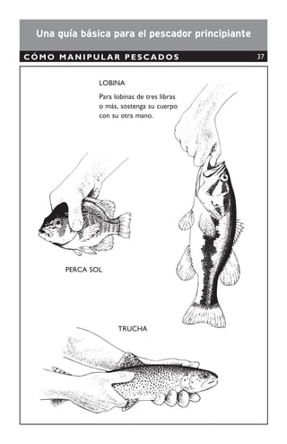 RECOMENDACIONES
Este tipo de red no presenta selectividad alguna y su reducido tamaño no permite la colocación
de dispositivos reductores de pesca incidental. Considerando el impacto que tienen sobre las
poblaciones y fondos marinos, el uso de rastras debe estar prohibido.
PESQUERÍAS
El alto nivel de sobre-explotación que ha sufrido el camarón blanco (Litopenaeus sp.) en el
Golfo de Nicoya, Costa Rica, ha ocasionado una nueva pesquería dirigida al camarón conchudo
o carabalí (Trachypenaeus byrdi) con rastras artesanales no permitidas [65]
. Estas son usadas
para capturar especies demersales y bentónicas entre los 2 y 25 metros de profundidad [65]
.
La pesca con rastra en el Golfo de Nicoya, Costa Rica, tiene altas tasas de pesca incidental, un
75% de la captura total es fauna de acompañamiento (FACA). La FACA de la pesca con rastra
presenta un mayor número de individuos, mayor número de especies y tallas más pequeñas (en
su mayoría peces menores a 15 cm) que la FACA de arrastre tradicional [65]
.
Los principales caladeros de esta pesquería son los hábitats esenciales para los estadíos
juveniles de gran cantidad de especies comerciales como corvinas (familia Sciaenidae),
roncadores (familia Haemulidae), pargos (familia Lutjanidae), cuminates (familia Ariidae) y
camarones (familia Penaeoidea) [65]
. Además tienen gran impacto sobre especies que no
presentan valor comercial pero son importantes dentro de las interacciones ecológicas [65]
pues
son el alimento de otros organismos.
Se calcula que cada embarcación que utiliza la rastra como arte de pesca en el Golfo de Nicoya,
captura alrededor de 1.200 kg de FACA mensualmente, la cual es desechada posteriormente [65]
.
NORMATIVA
En la Ensenada de Tumaco (comprendida por el área entre la línea de costa y la línea
imaginaria que parte de Isla de Morro hasta Punta Labra y de ahí hasta Isla Gallo) se
prohíbe la pesca con changas en embarcaciones con motor interno [66]
.
El uso de changas y riﬂillos para la captura de camarones en aguas someras del Océano
Pacíﬁco colombiano está prohibido [67]
.
Rastras
OBSERVACIONES
38
 