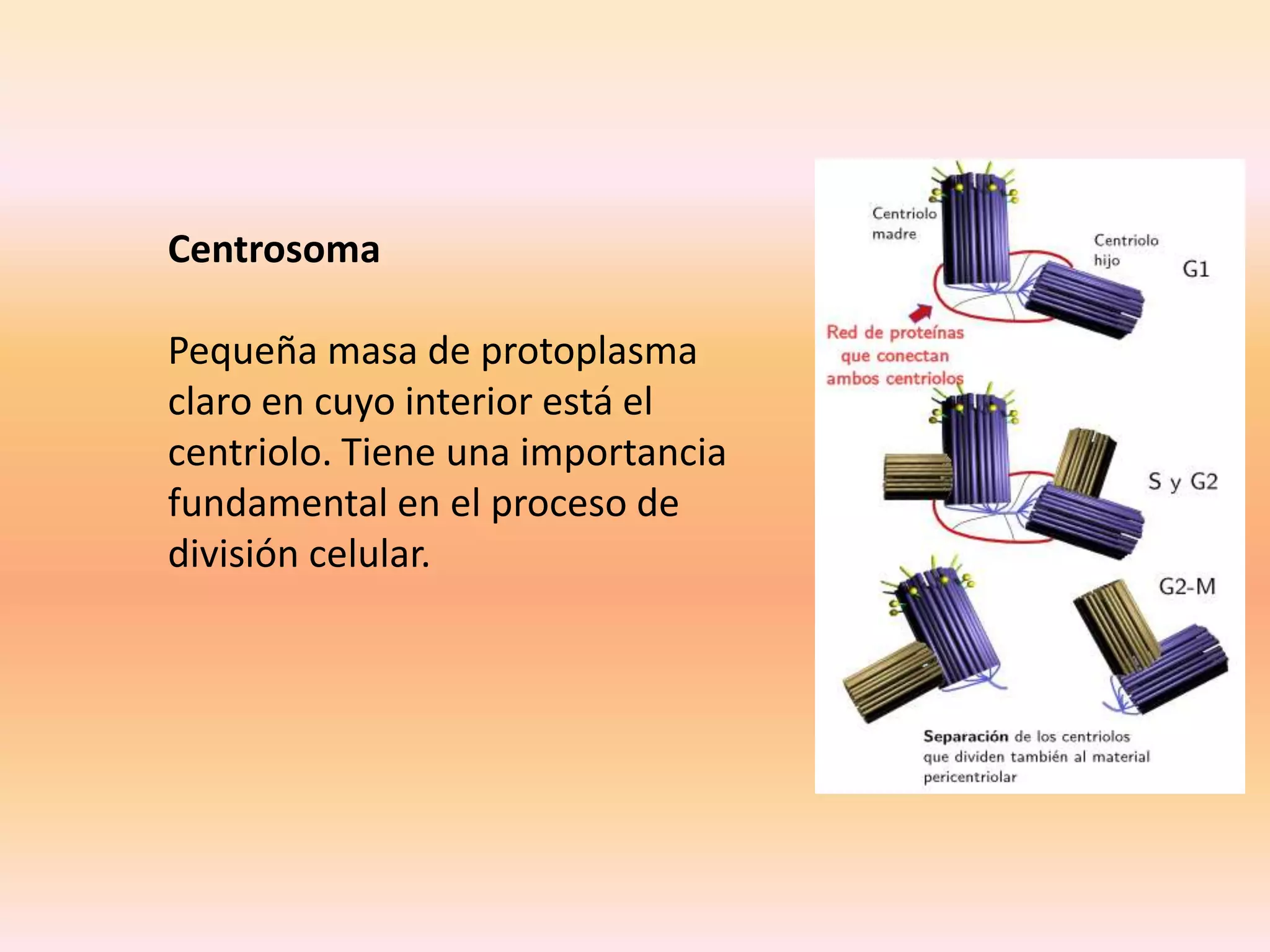 Centrosoma
Pequeña masa de protoplasma
claro en cuyo interior está el
centriolo. Tiene una importancia
fundamental en el proceso de
división celular.