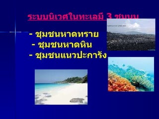ระบบนิเวศในทะเลมี  3  ชุมนุม -  ชุมชนหาดทราย -  ชุมชนหาดหิน   -  ชุมชนแนวปะการัง  