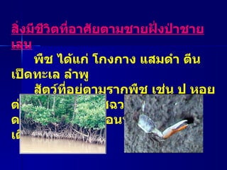 สิ่งมีชีวิตที่อาศัยตามชายฝั่งป่าชายเลน พืช ได้แก่ โกงกาง แสมดำ ตีนเป็ดทะเล ลำพู    สัตว์ที่อยู่ตามรากพืช เช่น ปู หอยต่างๆ ปลาตีน ปูเสฉวน ปูแสม  ก้ามดาบ  ได้แก่ ไส้เดือนทะเล หอยฝาเดียว   