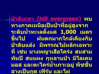 ป่าดิบเขา  ( hill evergreen )  พบทางภาคเหนือเป็นป่าที่อยู่สูงจากระดับน้ำทะเลตั้งแต่  1,000   เมตรขึ้นไป ฝนตกมากใกล้เคียงกับป่าดิบแล้ง มีพรรณไม้หลักเฉพาะที่ เช่น นางพญาเสือโคร่ง สนสามพันปี สนแผง กุหลาบป่า มีไลเคน มอส และตะไคร่น้ำเกาะอยู่ พืชชั้นล่างเป็นกูด เฟิร์น และไผ่  