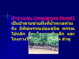 ป่าชายเลน  ( mangrove forest)   เป็นป่าตามชายฝั่งที่น้ำทะเลท่วมถึง มีพืชพรรณน้อยชนิด พรรณไม้หลัก คือ โกงกางใบเล็ก และโกงกางใบใหญ่ แสม ฝาด ลำพู 