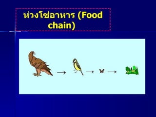 ห่วงโซ่อาหาร  ( Food chain)   