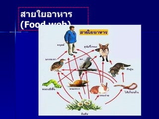 สายใยอาหาร  ( Food web)   