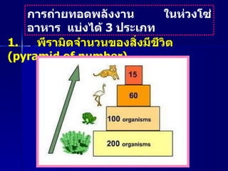 การถ่ายทอดพลังงาน ในห่วงโซ่อาหาร  แบ่งได้  3  ประเภท 1.  พีรามิดจำนวนของสิ่งมีชีวิต  ( pyramid of number)   