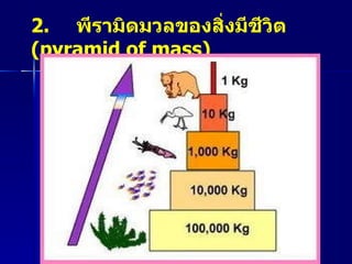 2.  พีรามิดมวลของสิ่งมีชีวิต  ( pyramid of mass)   