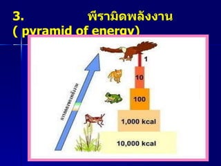 3.  พีรามิดพลังงาน  (  pyramid of energy)   
