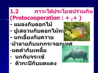 1.2  ภาวะใด้ประโยชน์ร่วมกัน  ( Protocooperation : + ,+ )  -  แมลงกับดอกไม้   -  ปูเสฉวนกับดอกไม้ทะเล  -  นกเอี้ยงกับควาย   ม้าลายกับนกกระจอกเทศ  มดดำกับเพลี้ย นกกับจระเข้  ตัวกะปิกับมดแดง  