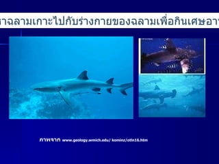 เหาฉลามเกาะไปกับร่างกายของฉลามเพื่อกินเศษอาหาร ภาพจาก  www.geology.wmich.edu/ kominz/otln16.htm   