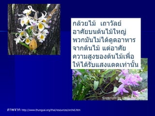 กล้วยไม้  เถาวัลย์ อาศัยบนต้นไม้ใหญ่ พวกมันไม่ได้ดูดอาหารจากต้นไม้ แต่อาศัยความสูงของต้นไม้เพื่อให้ได้รับแสงแดดเท่านั้น ภาพจาก   http :// www . thungyai . org / thai / resources / orchid . htm 