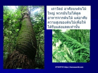 เถาวัลย์ อาศัยบนต้นไม้ใหญ่ พวกมันไม่ได้ดูดอาหารจากต้นไม้ แต่อาศัยความสูงของต้นไม้เพื่อให้ได้รับแสงแดดเท่านั้น ภาพจาก   http :// lannaworld.com 