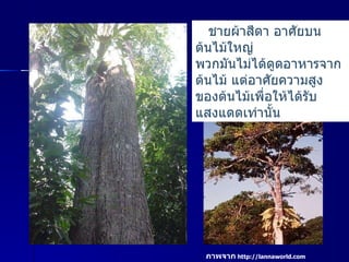 ชายผ้าสีดา อาศัยบนต้นไม้ใหญ่  พวกมันไม่ได้ดูดอาหารจากต้นไม้ แต่อาศัยความสูงของต้นไม้เพื่อให้ได้รับแสงแดดเท่านั้น ภาพจาก   http :// lannaworld.com 