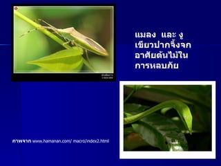 แมลง  และ งูเขียวปากจิ้งจก  อาศัยต้นไม้ในการหลบภัย ภาพจาก   www.hamanan.com/ macro/index2.html 