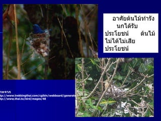 นก อาศัยต้นไม้ทำรัง  นกได้รับประโยชน์  ต้นไม้ ไม่ได้ไม่เสียประโยชน์ ภาพจาก http :// www . trekkingthai . com / cgibin / webboard / generate http :// www . thai.to / bird / mages / 48 