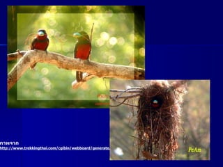 ภาพจาก http :// www . trekkingthai . com / cgibin / webboard / generate . 