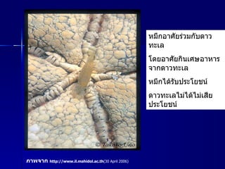 หมึกอาศัยร่วมกับดาวทะเล  โดยอาศัยกินเศษอาหารจากดาวทะเล  หมึกได้รับประโยชน์ ดาวทะเลไม่ได้ไม่เสียประโยชน์ ภาพจาก  http :// www . il.mahidol.ac.th ( 30 April 2006 ) 