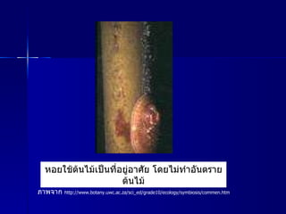 หอยใช้ต้นไม้เป็นที่อยู่อาศัย โดยไม่ทำอันตรายต้นไม้ ภาพจาก   http :// www . botany . uwc . ac . za / sci_ed / grade10 / ecology / symbiosis / commen . htm 