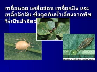 เพลี้ยหอย เพลี้ยอ่อน เพลี้ยแป้ง และเพลี้ยจักจั่น ซึ่งดูดกินน้ำเลี้ยงจากพืชจึงเป็นปรสิตของพืช  