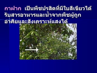กาฝาก   เป็นพืชปรสิตที่มีใบสีเขียวได้รับสารอาหารและน้ำจากพืชผู้ถูกอาศัยและสังเคราะห์แสงได้ 