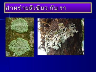 ส่าหร่ายสีเขียว กับ รา 