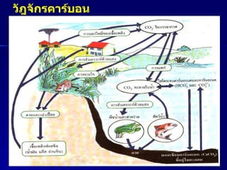 วัฎจักรคาร์บอน 