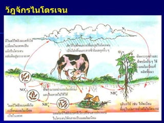 วัฎจักรไนโตรเจน 