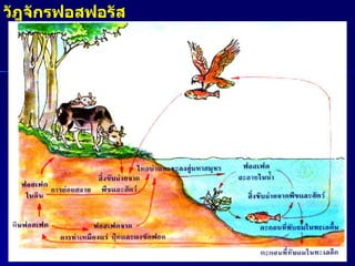 วัฎจักรฟอสฟอรัส 
