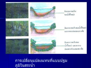 การเปลี่ยนแปลงแทนที่แบบปฐมภูมิในสระน้ำ 