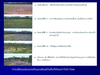 การเปลี่ยนแปลงแทนที่แบบทุติยภูมิในพื้นที่ที่เคยทำไร่ข้าวโพด 