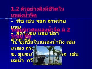 1.2  ตัวอย่างสิ่งมีชีวิตในแหล่งน้ำจืด -  พืช เช่น จอก สาหร่าย แหน  -  สัตว์ เช่น หอย ปลาต่างๆ กุ้ง ระบบนิเวศแหล่งน้ำจืด มี  2  ระบบ คือ ก .  ชุมชนในแหล่งน้ำนิ่ง เช่น หนอง สระน้ำ ข .  ชุมชนในแหล่งน้ำไหล  เช่น แม่น้ำ  กว๊าน คลอง 