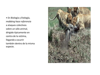 • En Biología y Etología,
mobbing hace referencia
a ataques colectivos
sobre un sólo animal,
dirigido típicamente en
contra de la víctima,
llegando a ocurrir
también dentro de la misma
especie.
 