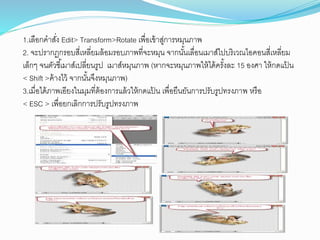 1.เลือกคำสั่ง Edit> Transform>Rotate เพื่อเข้ำสู่กำรหมุนภำพ
2. จะปรำกฏกรอบสี่เหลี่ยมล้อมรอบภำพที่จะหมุน จำกนั้นเลื่อนเมำส์ไปบริเวณไอคอนสี่เหลี่ยม
เล็กๆ จนตัวชี้เมำส์เปลี่ยนรูป เมำส์หมุนภำพ (หำกจะหมุนภำพให้ได้ครั้งละ 15 องศำ ให้กดแป้ น
< Shift >ค้ำงไว้ จำกนั้นจึงหมุนภำพ)
3.เมื่อได้ภำพเอียงในมุมที่ต้องกำรแล้วให้กดแป้ น เพื่อยืนยันกำรปรับรูปทรงภำพ หรือ
< ESC > เพื่อยกเลิกกำรปรับรูปทรงภำพ
 