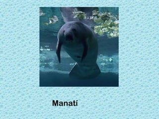 Manatí
 