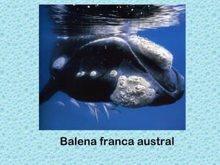 Balena franca austral
 