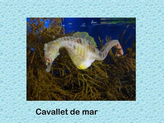 Cavallet de mar
 