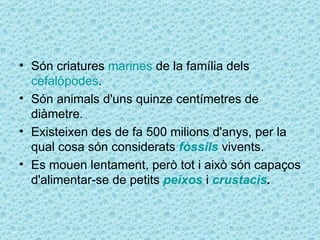 • Són criatures marines de la família dels
  cefalòpodes.
• Són animals d'uns quinze centímetres de
  diàmetre.
• Existeixen des de fa 500 milions d'anys, per la
  qual cosa són considerats fòssils vivents.
• Es mouen lentament, però tot i això són capaços
  d'alimentar-se de petits peixos i crustacis.
 
